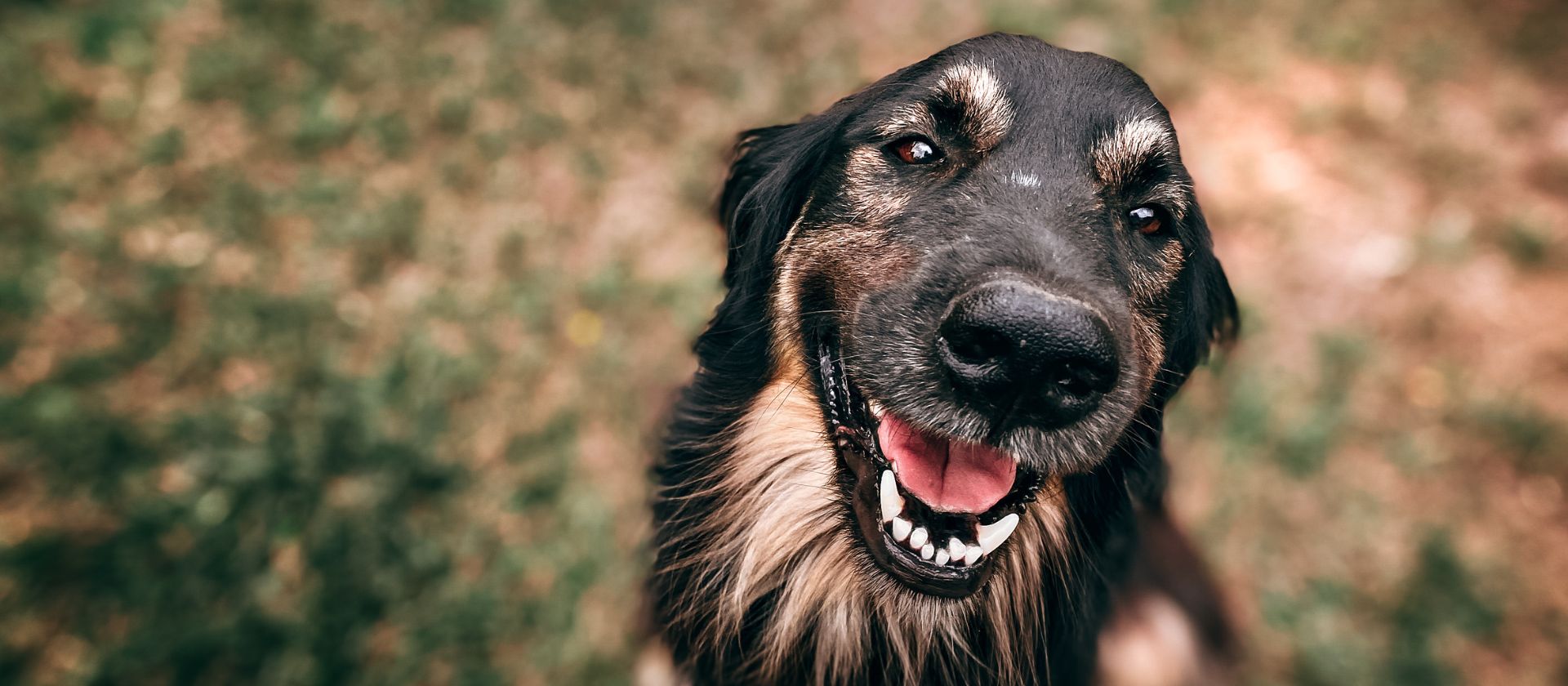 Integrative Veterinary Medicine Lake Conroe Vet
