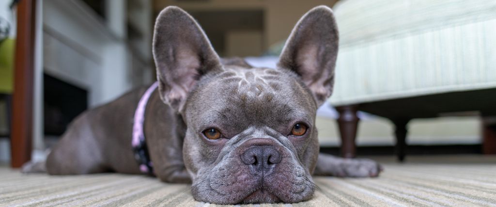 Advocating for Your Pet with IVDD: Tips for Working with Your Veterinarian and Care Team