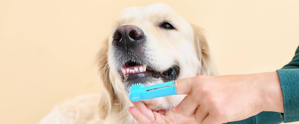 Owner brushing dog's teeth with a et tooth brush