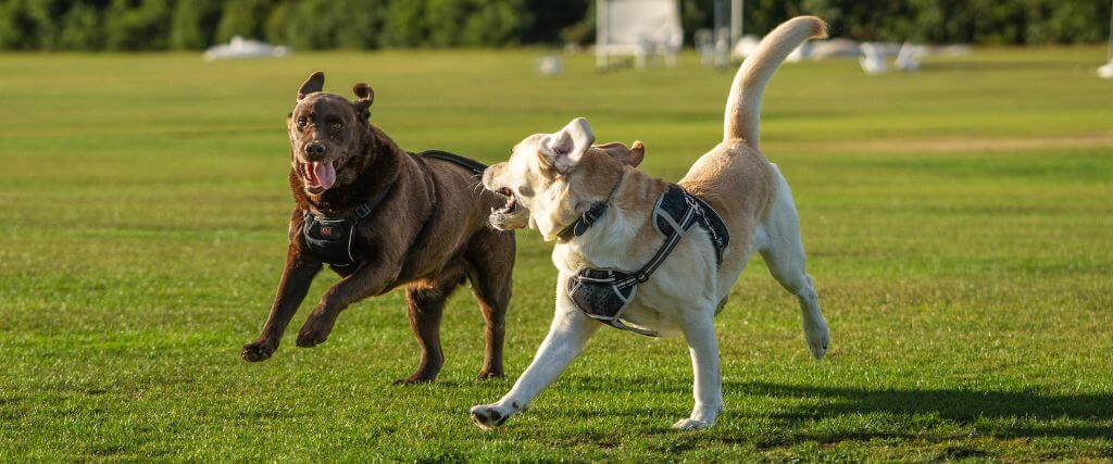 Two large dogs playing and chasing each other in the grass