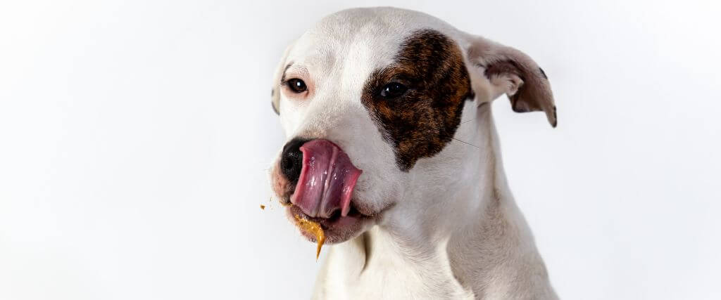 Dog licking peanut butter off its lips