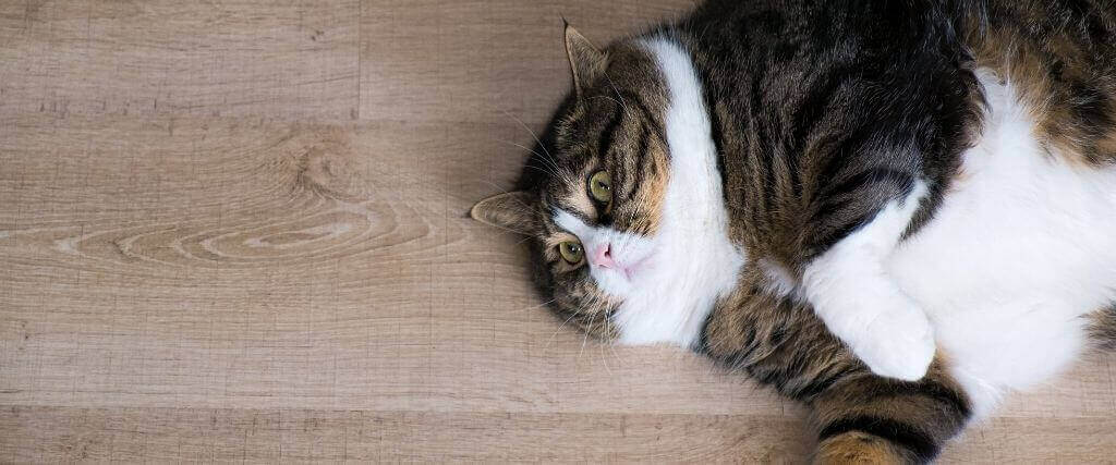 Veterinarian putting cat on the weight scale at veterinarian clinic. Stock  Photo