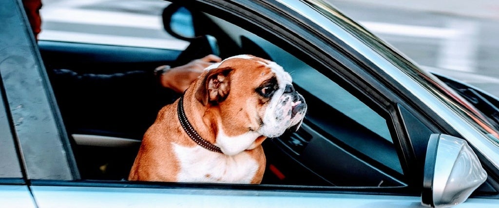 Holiday Traveling with Dogs