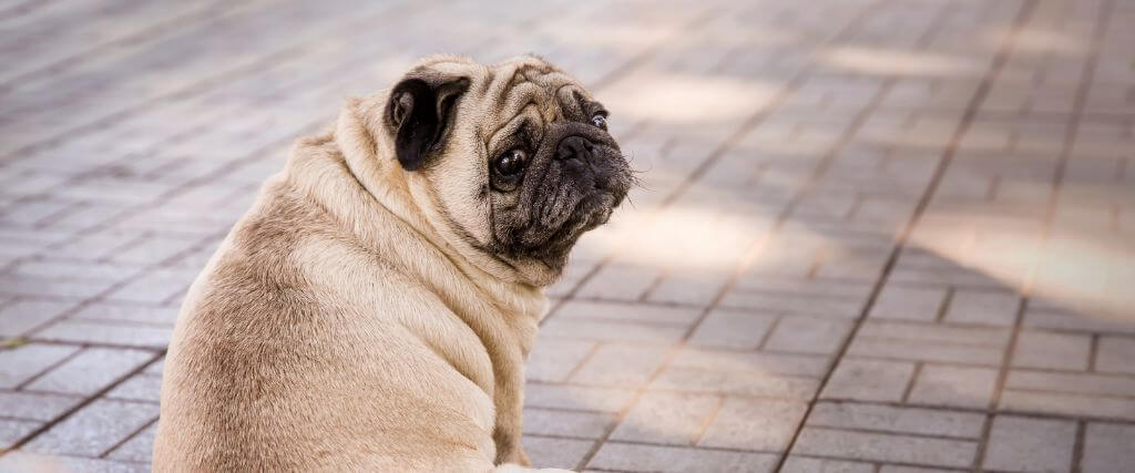 Overweight pug looking over its shoulder