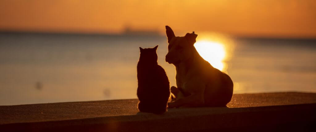 Dog and cat sitting together on ledge, sunset in the background