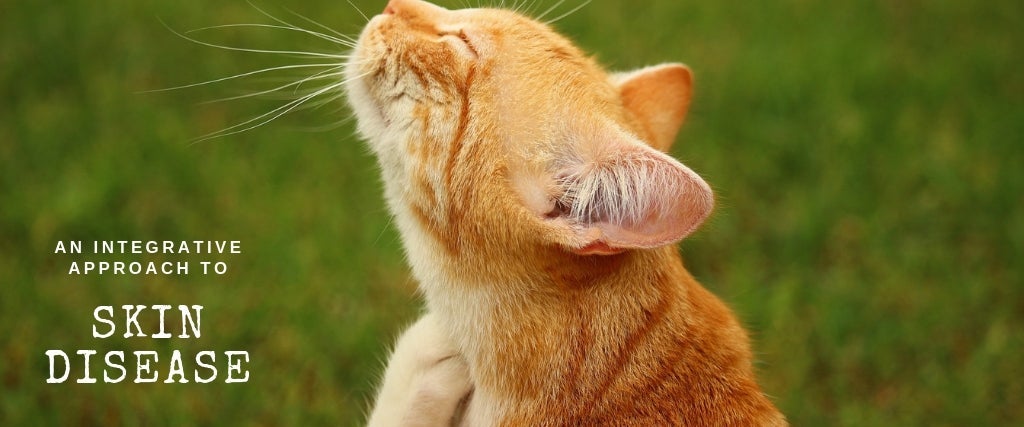 Photo of cat scratching its neck