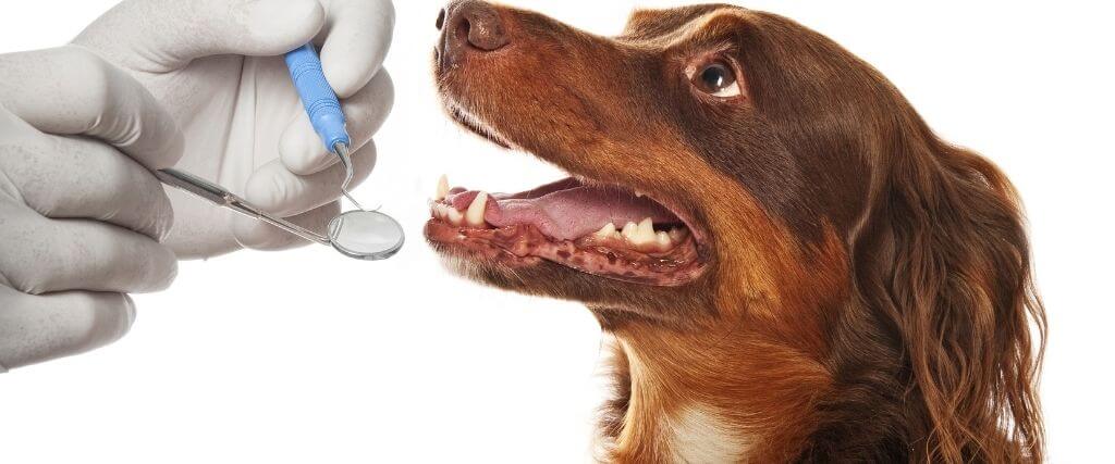 The 7 Steps to Pet Dental Cleaning For Better Overall Health