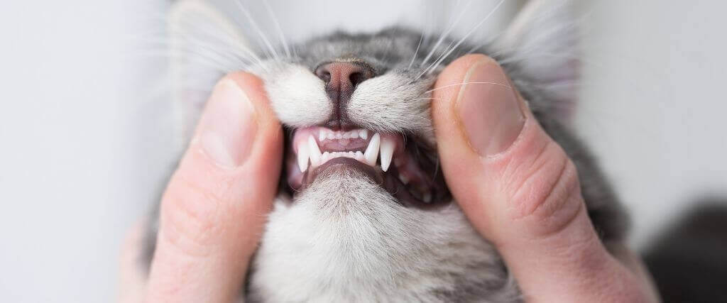 Pet Dental Health Month: How to Tell If Your Cat’s Mouth Is Painful — And What to Do About It
