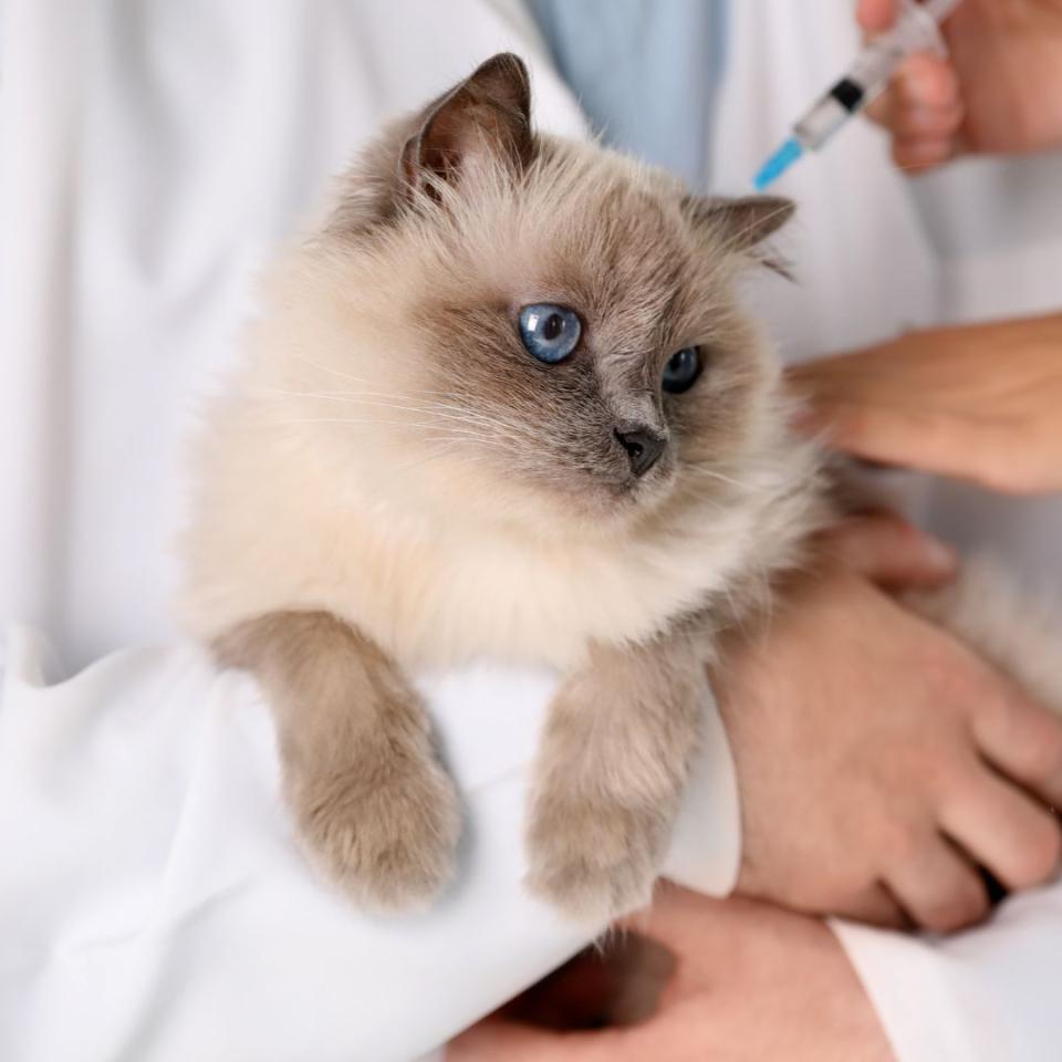 Cat Vaccinations Lake Conroe Vets 