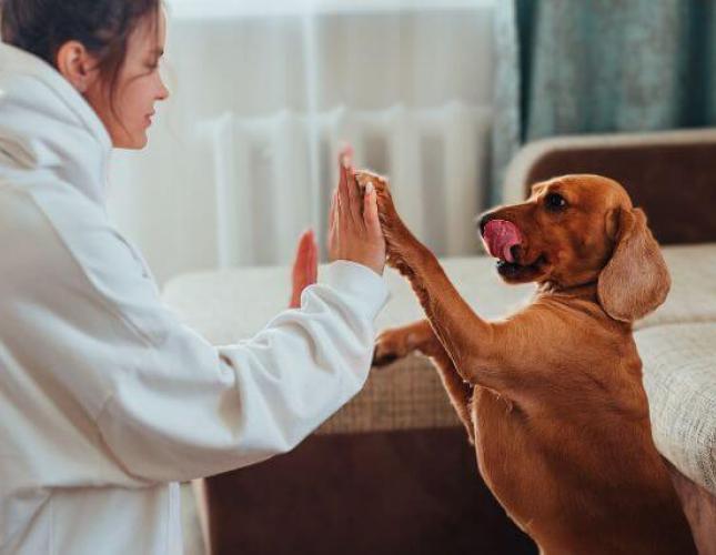 5 Fun Indoor Games to Keep Your Dog Entertained When It's Too Cold Outside