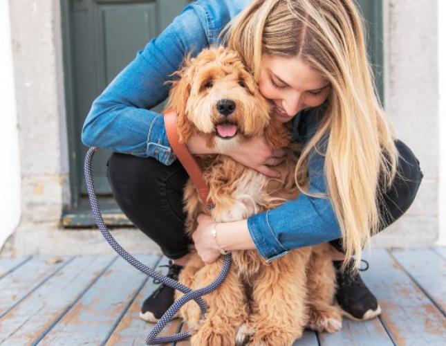Addison's Disease in Dogs: What Every Pet Parent Should Know