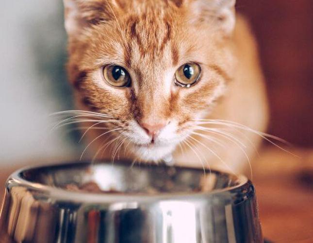 Can My Cat Eat That? The Most Commonly Asked Culprits Answered by a Veterinarian