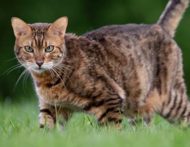 The Ins and Outs of Identifying & Treating Cat Bug Bites and Insect Stings