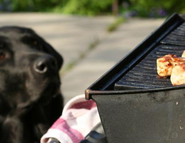 BBQers Beware: Common Summertime Dog Choking Hazards and Bowel Obstruction Risks