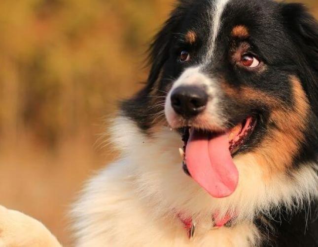 The Secret to Dog Training: Why Positive Reinforcement Works But Punishment Doesn't