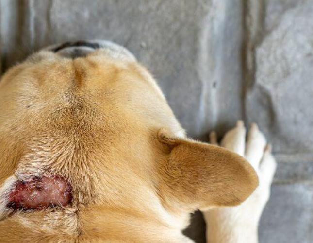 Dog Skin Care: Hot Weather and Hot Spots