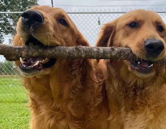 Don’t Let Kennel Cough Cause Summer Boarding Blues!