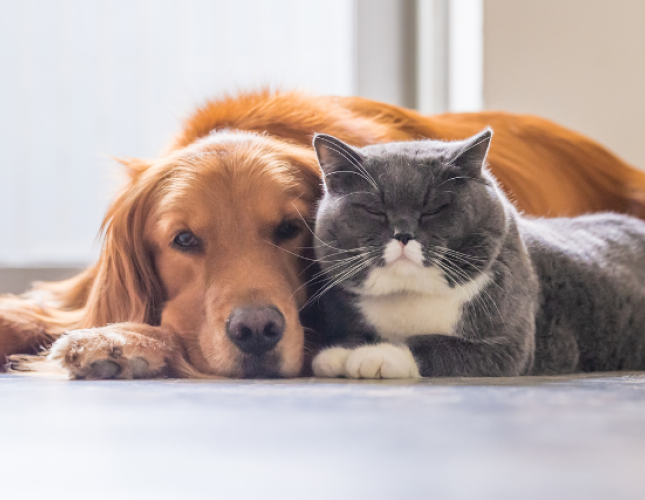 Sniffing Out the Truth: Essential Oil Safety for Pets