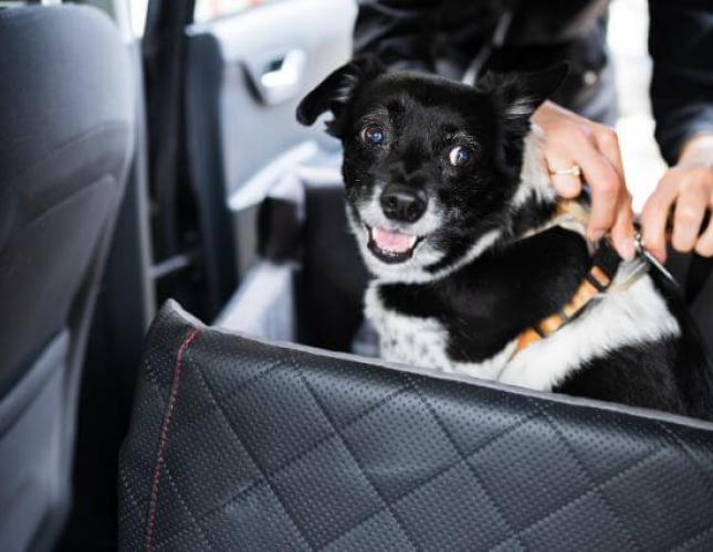 Buckle Up! How to Practice Good Car Safety for Pets