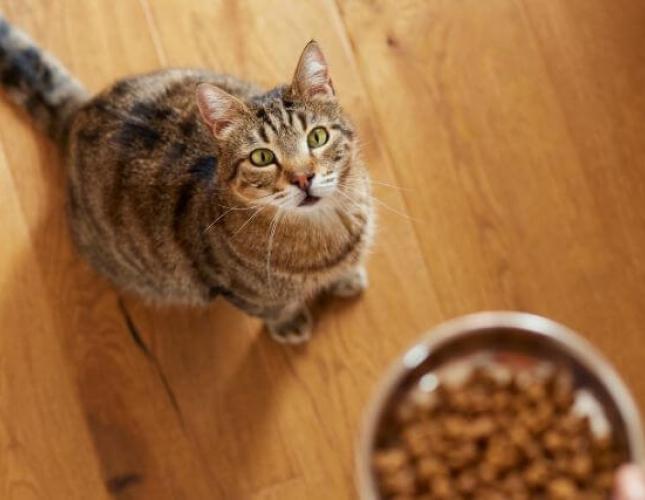 Optimizing Feline Health with Every Bite: A Doctor’s Discussion on the Nutritional Needs Through a Cat's Life