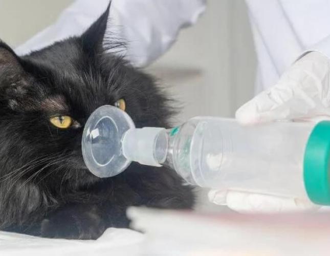 Paws and Breathe: Recognizing and Treating Feline Asthma
