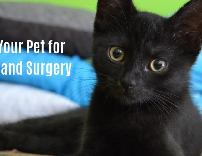 Preparing Your Pet for Anesthesia and Surgery
