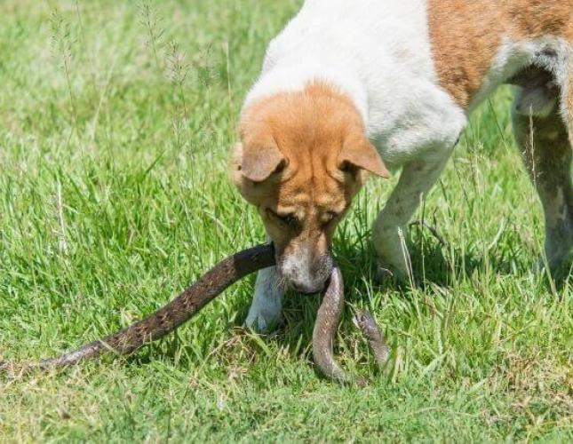 Dogs + Snakes = Trouble: How to Avoid Getting Bitten
