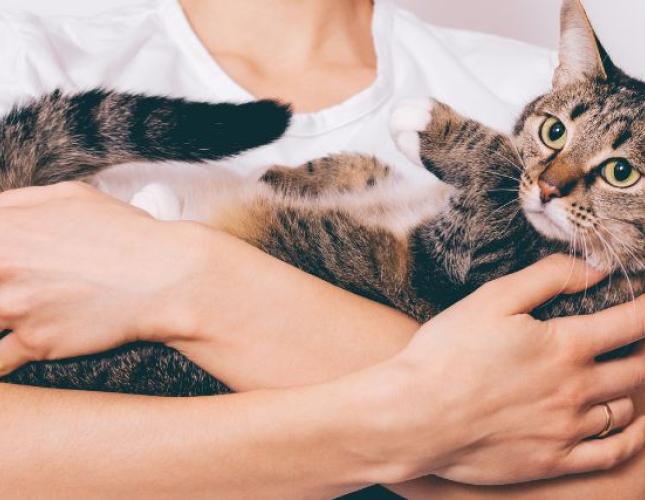 The Cost of Pet Ownership: Understanding How to Budget for a Dog or Cat’s Lifetime Expenses