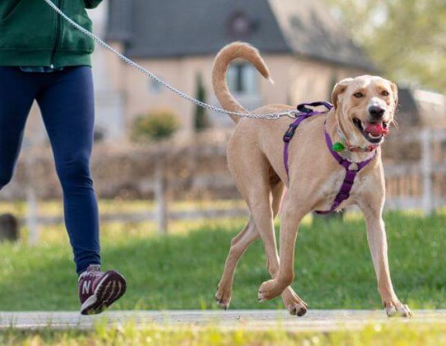 Walks Are More Than Just for Wags: The 5 Benefits of Walking Your Dog