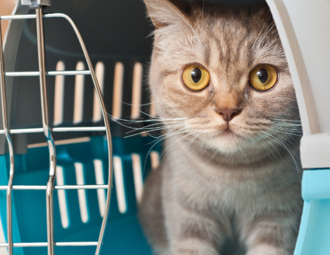 What To Pack For Your Dog or Cat's Boarding Stay