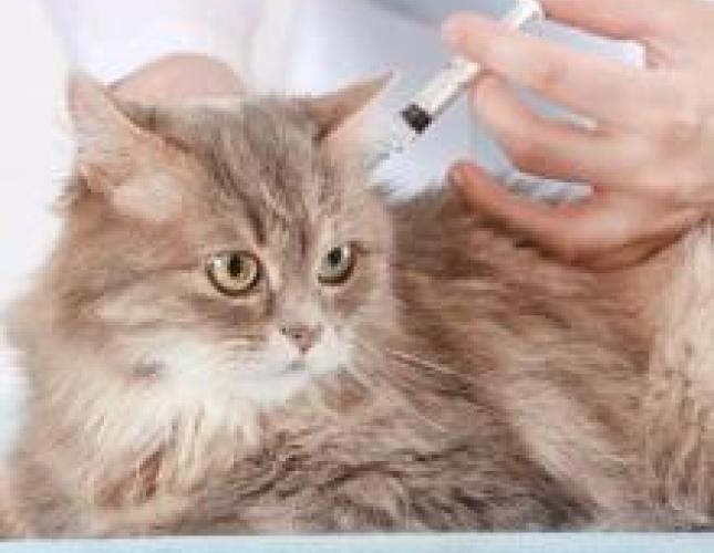 Why Indoor Cats Need Vaccines and Preventative Care, Too!