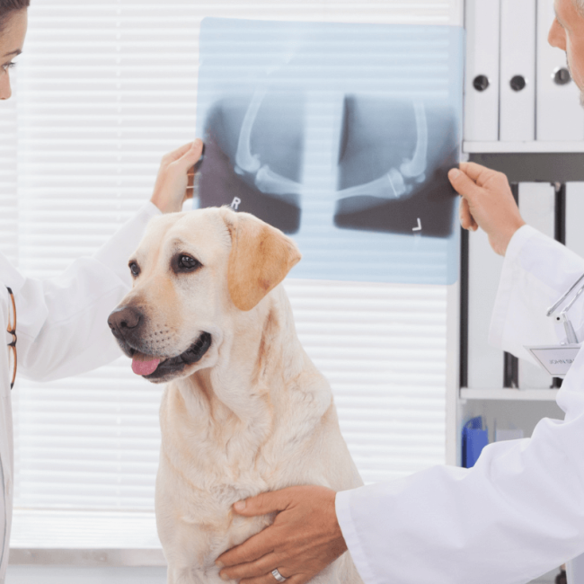 Orthopedic Services
