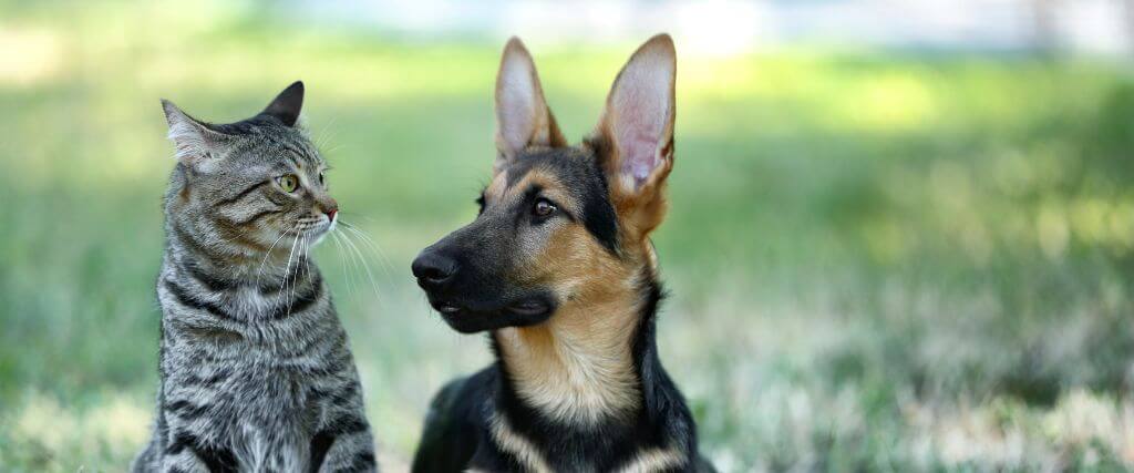 Dog and cat laying together indoors, both dogs and cats are vulnerable to rabies