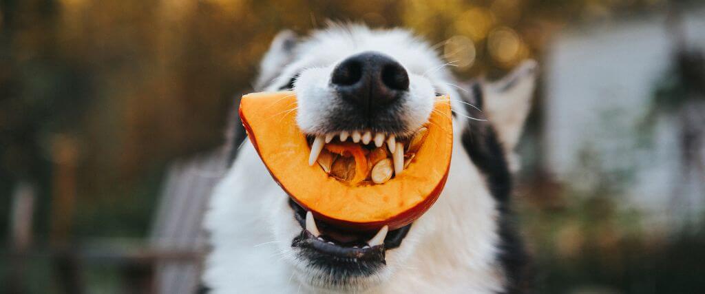 Husky dog eating pumpkin
