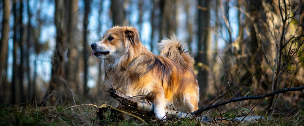 Dog standing in the woods, an environment where dogs can get poison ivy