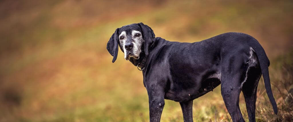Senior dog walking outside, good mobility is a dog quality of life indicator