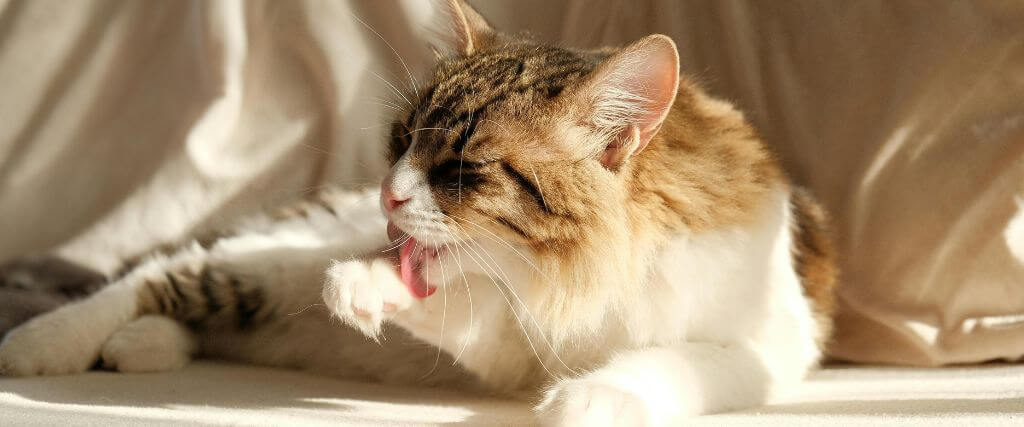 What Does Hair Loss Mean in Pets? 