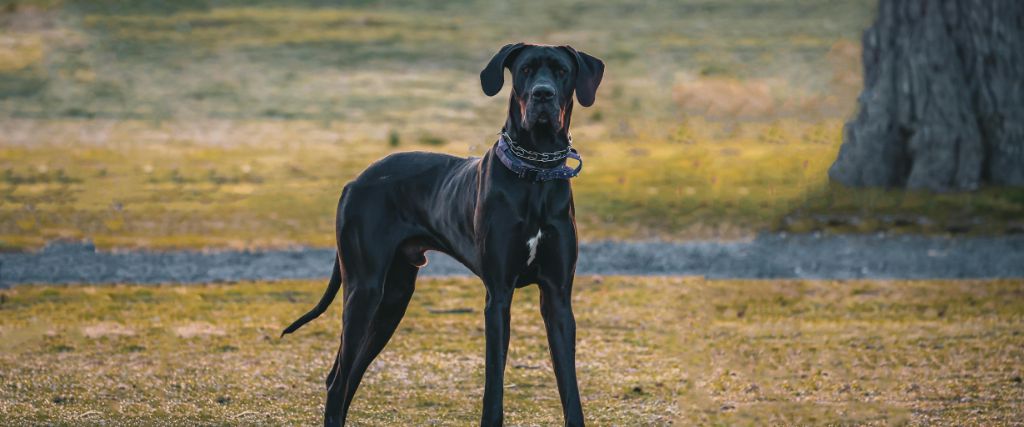 Great Dane outside, Great Danes are prone to bloat and GDV in dogs is a concern