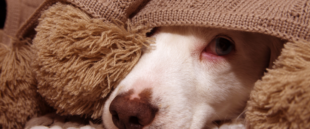 winter storm safety tips for pets